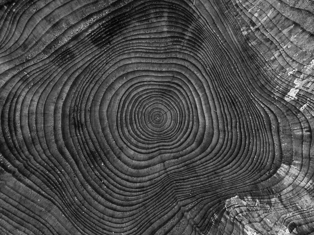 Freshly cut log rounds stacked beside a tree stump