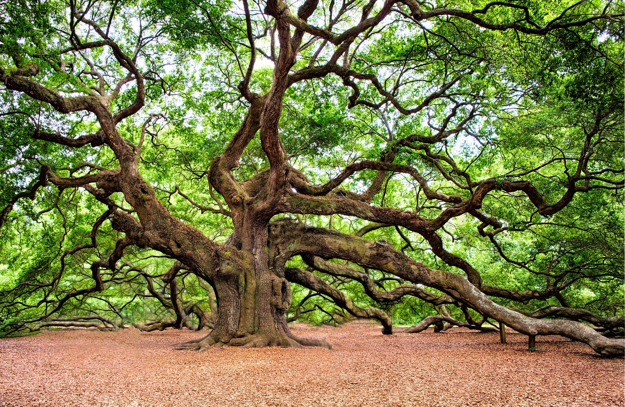 Twisting limbs of a large oak seen from beneath its canopy